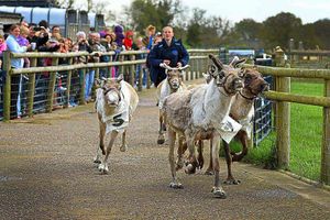 Supporting image for story: Reindeer racing at Staffordshire farm
