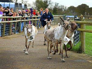 Supporting image for story: Reindeer racing at Staffordshire farm