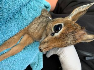 Supporting image for story