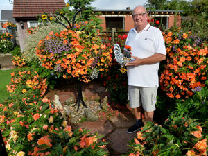 Supporting image for story: Pensioner's blooming beautiful lockdown garden