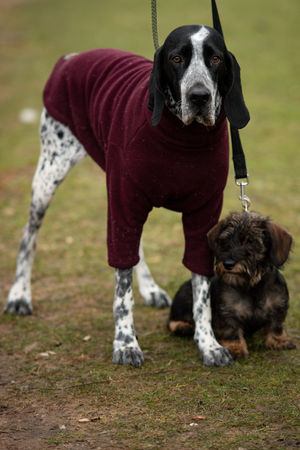 A pointer and a wirehaired Dachshund arrive at the Birmingham National Exhibition Centre (NEC) for the third day of the Crufts Dog Show. PA Photo. Issue date: Saturday March 7, 2020. See PA story ANIMALS Crufts. Photo credit should read: Jacob King/PA Wire.