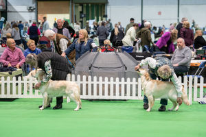Birmingham National Dog Show 2025. Photo: Ian Knight/Z70 Photography
