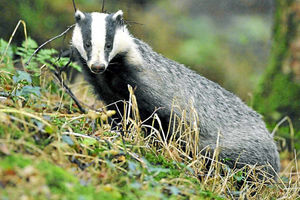 Supporting image for story: Sinister fears over number of dead badgers on Shropshire roads