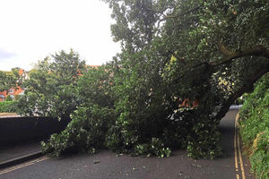 Supporting image for story: Call for action after falling tree just misses children in Bridgnorth
