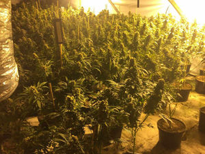 Supporting image for story: Over 950 plants found in cannabis factory near Welshpool