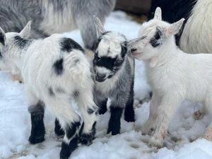 Supporting image for story: WATCH: Snow brings new life to Telford Exotic Zoo - no kidding