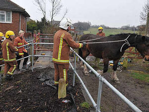 Supporting image for story: Trapped horses in rescue drama