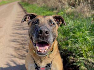 Supporting image for story: Mission to find forever home for 'Britain's most unwanted dog' in Shropshire kennels goes global