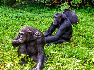 Supporting image for story: Chimps share with children sense of curiosity for social interactions – study