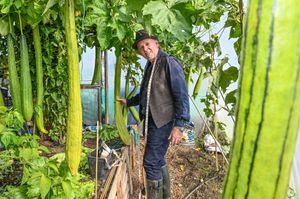 Record breaking vegetable grower Graham Barratt with his elongated loofahs which he is preparing to take to the Malvern Autumn Show this week. Graham from Gloucestershire hopes to be in the running for his oversized cucumbers, chillies, squash and loofahs.
