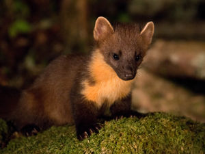Supporting image for story: Pine Martens return to mid Wales