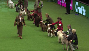 Di Arrowsmith ponders which dogs should be included in her shortlist