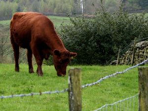 Supporting image for story: The high cost of not reseeding