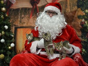 Supporting image for story: USPCA expands support for pet owners experiencing poverty