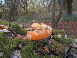 Supporting image for story: No dumping pumpkins says Woodland Trust