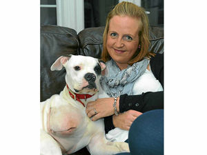 Supporting image for story: Boxer dog fights back to full health