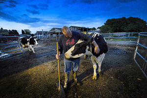 Steve Burrows makes sure the cows get to the milking parlour on time