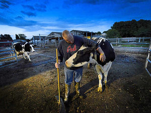 Supporting image for story: Day in the life of a dairy farmer