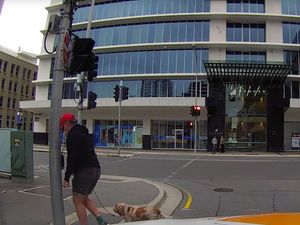 Supporting image for story: Angry pedestrian pays the price for not looking where they are going