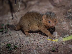 Supporting image for story: Tiny dwarf mongoose triplets born at Chester Zoo