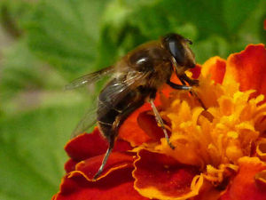 Supporting image for story: Farm walk to highlight the importance of all pollinators