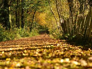 Supporting image for story: The Golden Glow of Autumn 2016