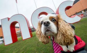 Gizmo the Cavalier King Charles at last year's Crufts
