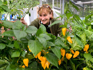 Supporting image for story: Free entry for chilli, cheese and chocolate festival near Market Drayton 