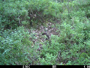 Supporting image for story: ‘Historic moment’ as reintroduced pine martens produce young on Dartmoor