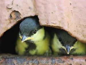 Supporting image for story: Pictures capture nesting great tits' final moments before fledging