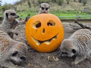 Supporting image for story: Brush off the cobwebs at Dudley Zoo as kids go free for spooky season