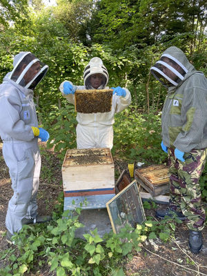 Supporting image for story: Next generation of Staffordshire beekeepers is set to get buzzing as bookings open for new courses