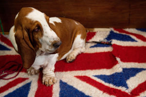 A Basset Hound dog lies on a Union Jack rug in their pen at the Birmingham National Exhibition Centre (NEC) during the final day of the Crufts Dog Show. PA Photo. Issue date: Sunday March 8, 2020. See PA story ANIMALS Crufts. Photo credit should read: Jacob King/PA Wire.