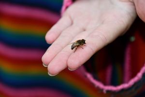 Learners have been given knowledge on vulnerable groups like bees and butterflies