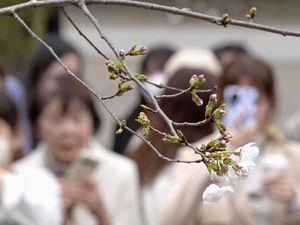 Supporting image for story: Japan’s cherry blossom season begins as first blooms appear in Tokyo
