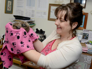 Supporting image for story: Ludlow hedgehog charity needs a spike in help