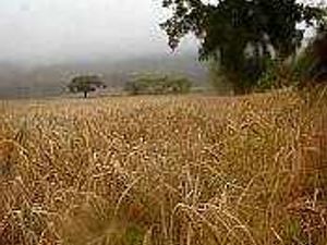 Supporting image for story: Aid call as rain ruins harvest