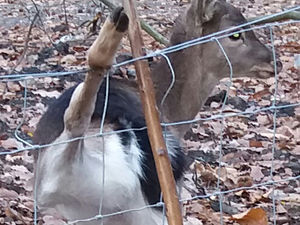 Supporting image for story: Warning issued after another deer found trapped in wire fencing in Telford