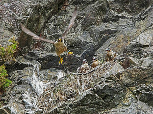 Supporting image for story: Amazing picture of peregrine falcon and chicks at The Wrekin