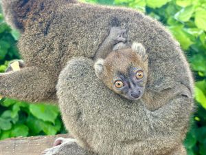 Supporting image for story: Critically endangered lemur born at Cotswold Wildlife Park