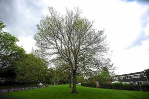 A tree in Telford attacked by the larvae