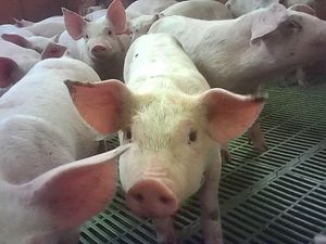 Supporting image for story: Cranswick reveals boss lands £4.6m pay package amid pig farm abuse scandal