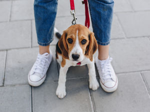 Supporting image for story: LETTER: Why assume we are all dog lovers?