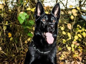 Supporting image for story: Police dog tracks burglary suspects for two miles