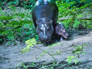 Supporting image for story: Berlin’s newest pygmy hippo makes her debut