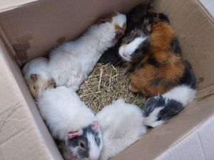 Supporting image for story: 15 guinea pigs crammed in small crisp boxes dumped in Oldbury park during heatwave