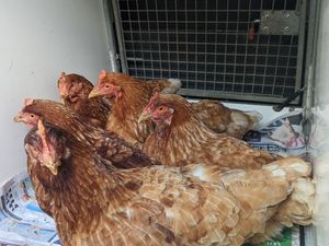 Supporting image for story: Warning as increasing number of hens abandoned amid bird flu outbreak