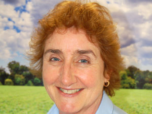 Supporting image for story: Productive pigs need to keep their cool