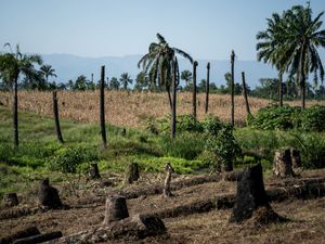 Supporting image for story: MPs urge ministers to introduce long-awaited rules on supply chain deforestation