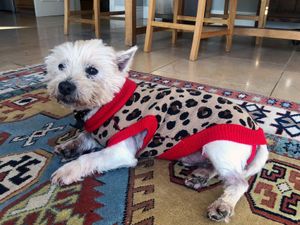 Supporting image for story: Surgery saves Alfie the dog after swallowing turkey bone